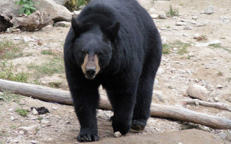 Ведмідь вбив туристку похилого віку в Канаді