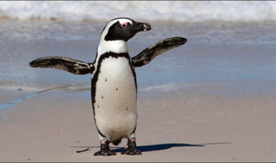 Популяция африканских пингвинов сократилась на 70%