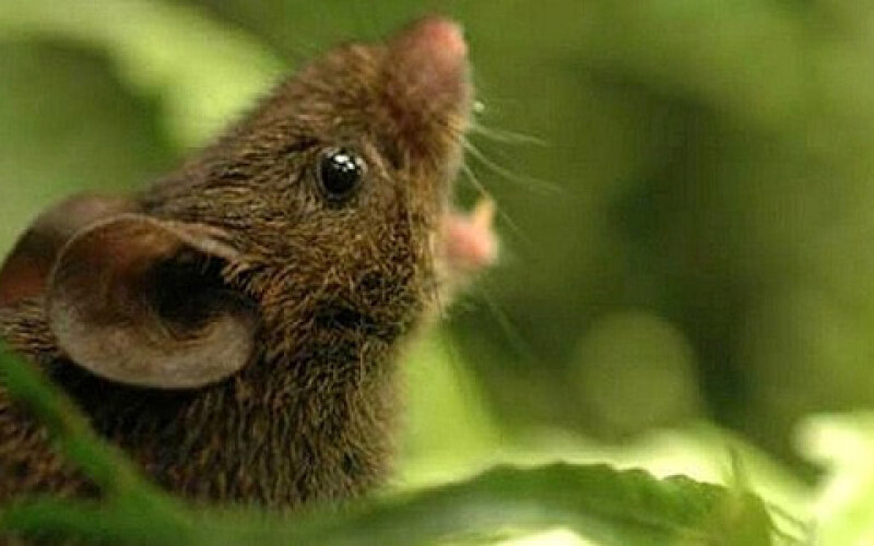 Зоологи заявили, что поющие мыши метят территорию голосом