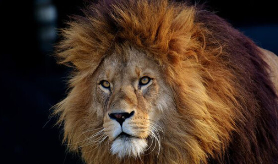 Ученые рассказали об огромных африканских львах