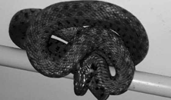 У Кривому Розі на території медзакладу виявили змію
