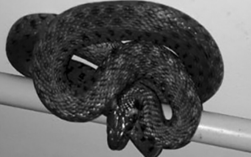У Кривому Розі на території медзакладу виявили змію