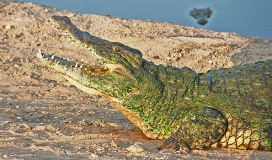 В Австралии поймали четырехметрового крокодила