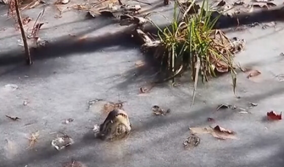 В Северной Каролине аллигаторы вмерзли в лед. Видео