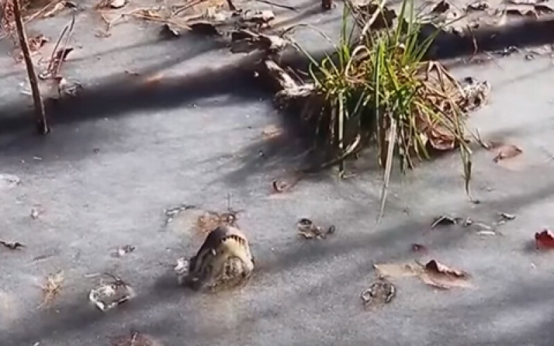 В Северной Каролине аллигаторы вмерзли в лед. Видео