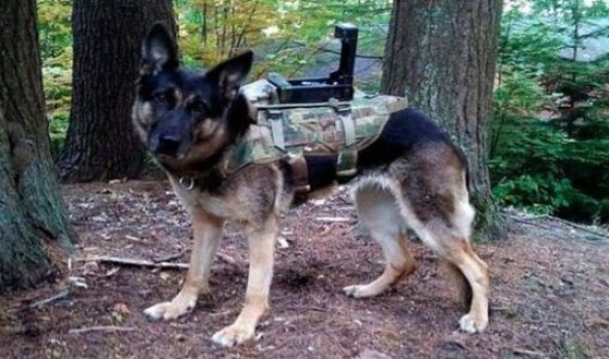 У кожній області Україні може з’явитися штурмовий собака — поліція