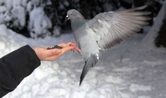 Житель Омска сел в тюрьму за убийство голубя