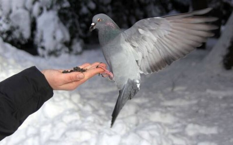 Житель Омска сел в тюрьму за убийство голубя