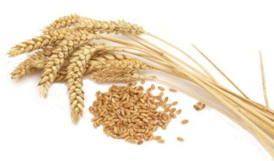 Недобір урожаю пшениці може сягати 30%