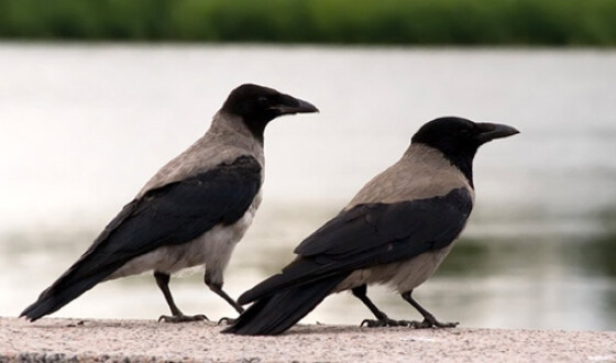 Стало известно, что птицы могут распознавать человеческие лица