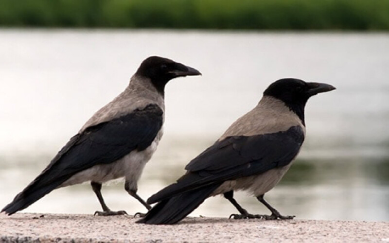 Ученые: Птицы способны видеть видеть магнитные поля