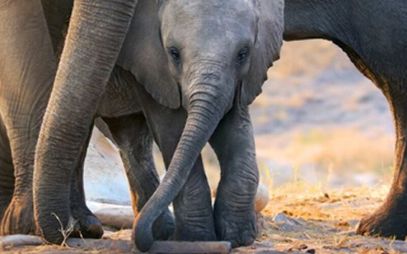 Меган Маркл озвучила документальний фільм Disney про слонів