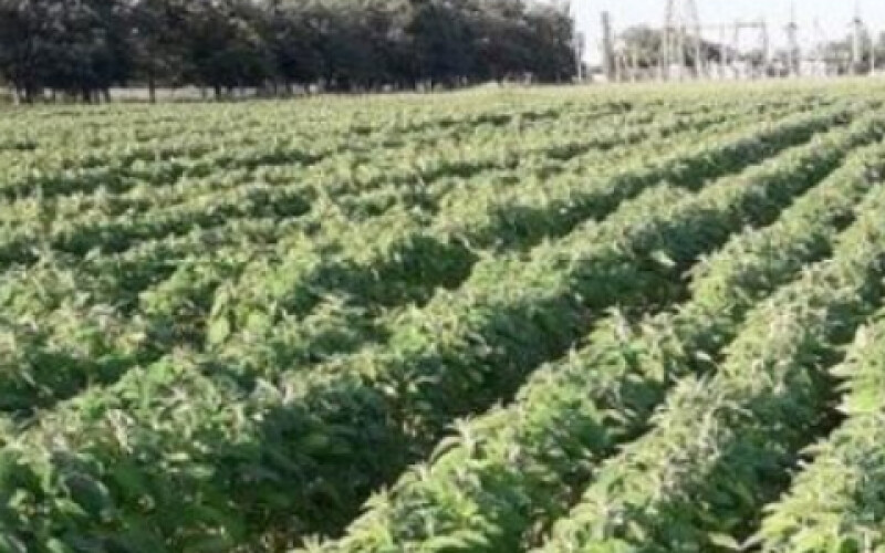 Рентабельність вирощування кунжуту в Україні сягає 700%