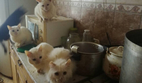 В Запорожье женщина приютила около 40 кошек