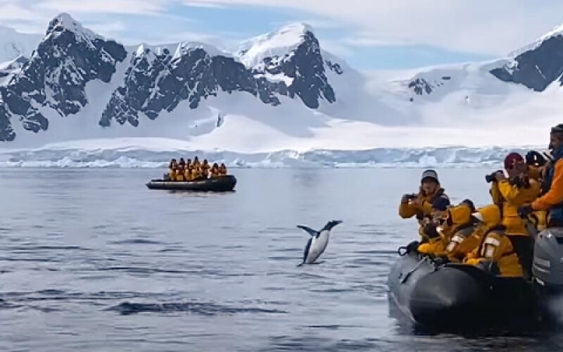 В Антарктиці пінгвін врятувався від косаток в шлюпці з туристами