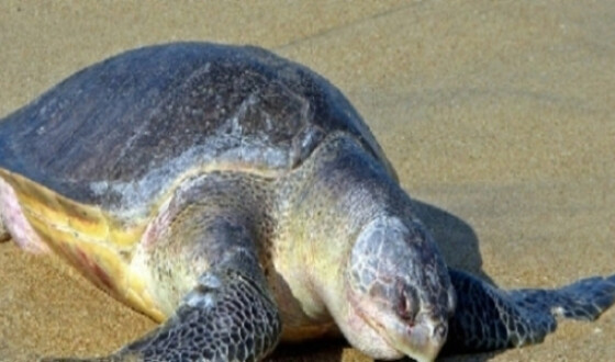 300 мертвых морских черепах нашли у берегов Мексики