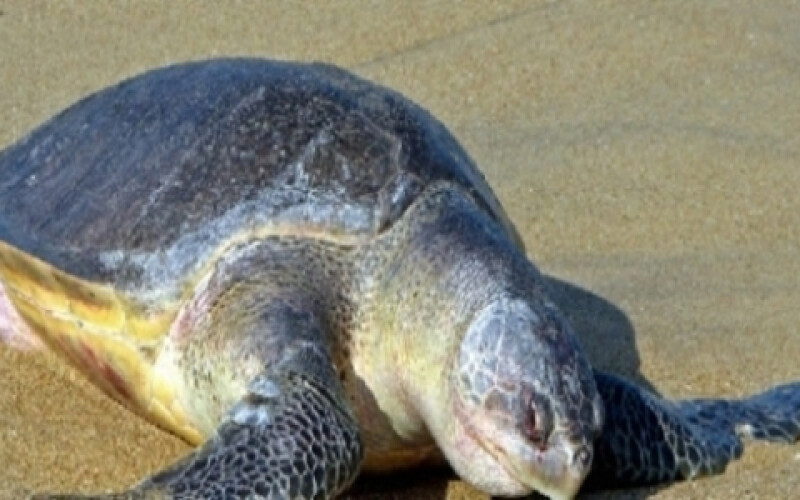 300 мертвых морских черепах нашли у берегов Мексики