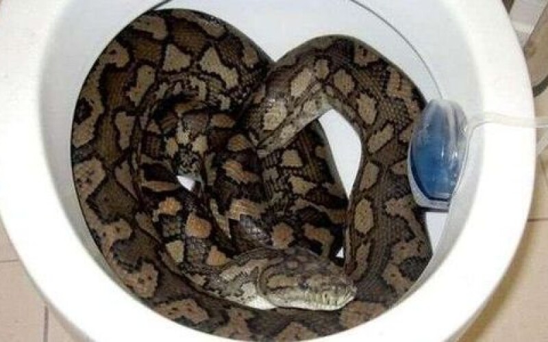 Змея, спускавшая воду в унитаз, испугала австралийскую семью