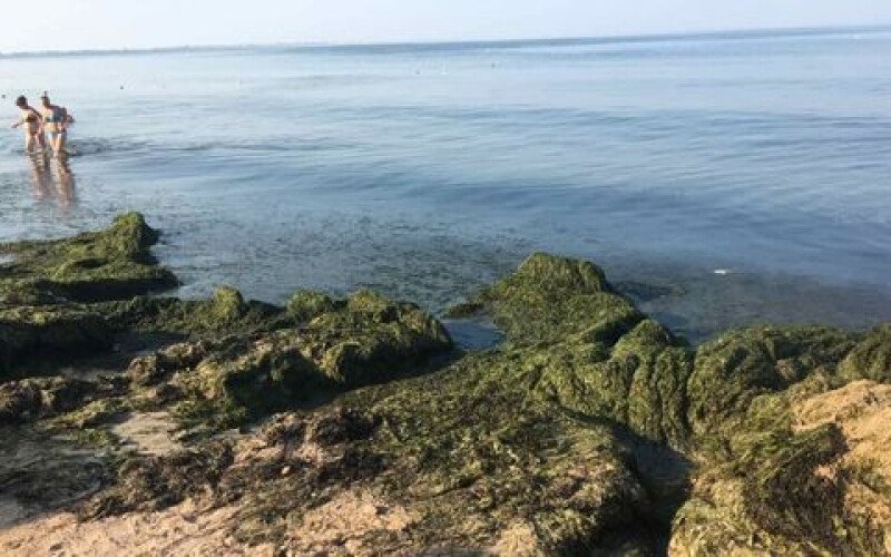 Пляжі Бердянська вкрилися водоростями