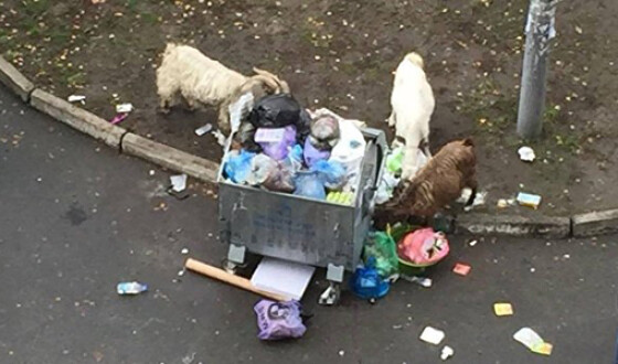 В Киеве козы роются в мусорных баках. Фотофакт