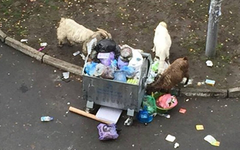В Киеве козы роются в мусорных баках. Фотофакт