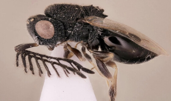 Энтомологи открыли осу-паразита с «пилой» на спине