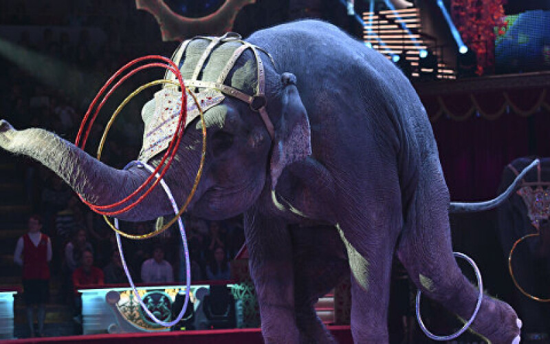 В Україні заборонять використання тварин в циркових виставах