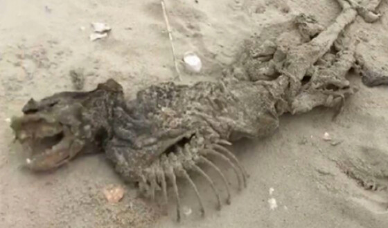 У США на пляж викинуло дивну істоту, схожу на динозавра