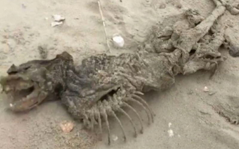 У США на пляж викинуло дивну істоту, схожу на динозавра