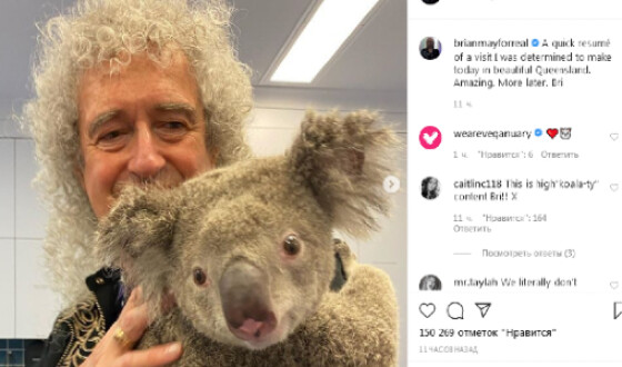 Гітарист групи Queen влаштував арт-терапію коали, яка вижила в пожежі