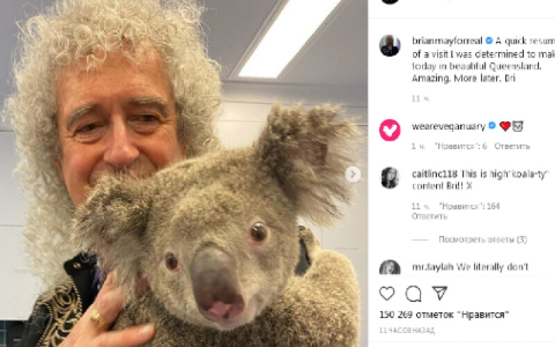 Гітарист групи Queen влаштував арт-терапію коали, яка вижила в пожежі