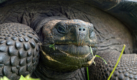 На Галапагосских островах обнаружена черепаха, считавшаяся вымершей