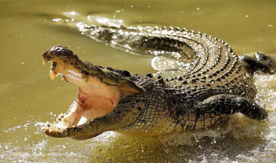 У Кенії крокодил вискочив з озера і розтерзав вагітну жінку
