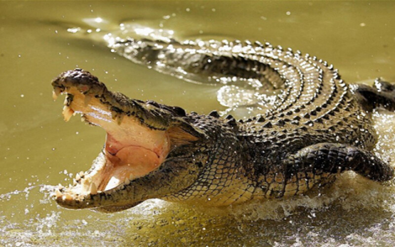 Крокодила-людоеда поймали на Филиппинах