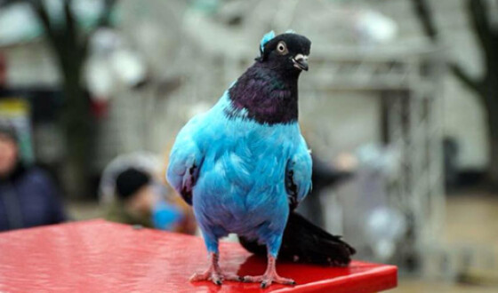 В Киеве предлагают фото с раскрашенными голубями. Фотофакт