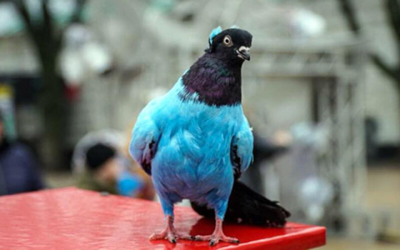 В Киеве предлагают фото с раскрашенными голубями. Фотофакт