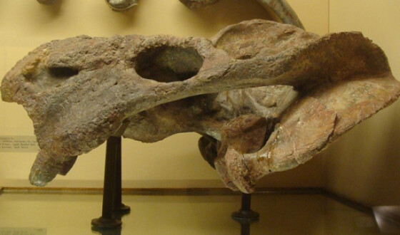 Палеонтологи: Древнейший родственник ящерицы проживал на 70 млн лет раньше