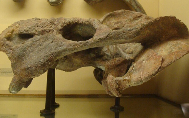 Палеонтологи: Древнейший родственник ящерицы проживал на 70 млн лет раньше