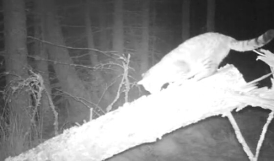 В Шотландии обнаружили лесного кота-гиганта