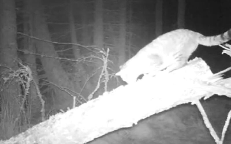 В Шотландии обнаружили лесного кота-гиганта