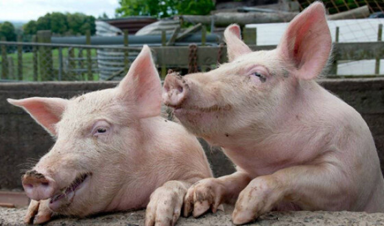 Україна частково дозволила ввозити свинину з Угорщини