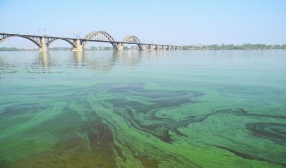 В Киеве Днепр покрылся опасными водорослями