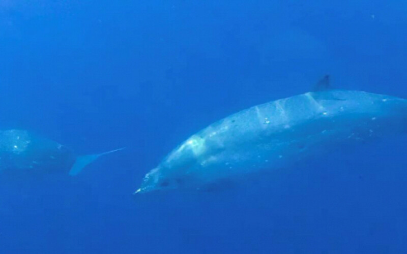 У водах Мексики знайдений новий вид китоподібних