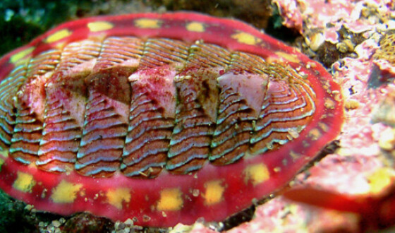 В Мексиканском заливе нашли неизученного моллюска