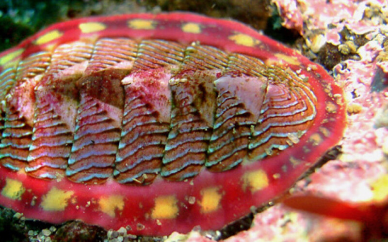 В Мексиканском заливе нашли неизученного моллюска