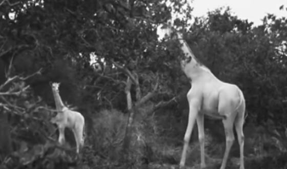 Браконьєри вбили останню в світі самку білого жирафа і її дитинча