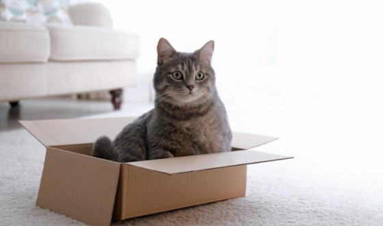 У Баварії жінка помилково віддала на відправлення посилку з власним котом