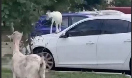 Власники автомобілів вимагають від влади припинити вільний випас кіз на Позняках