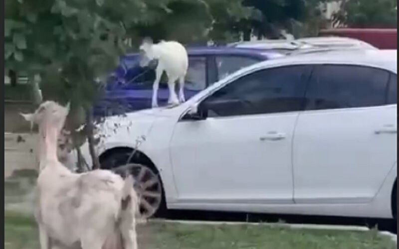 Власники автомобілів вимагають від влади припинити вільний випас кіз на Позняках