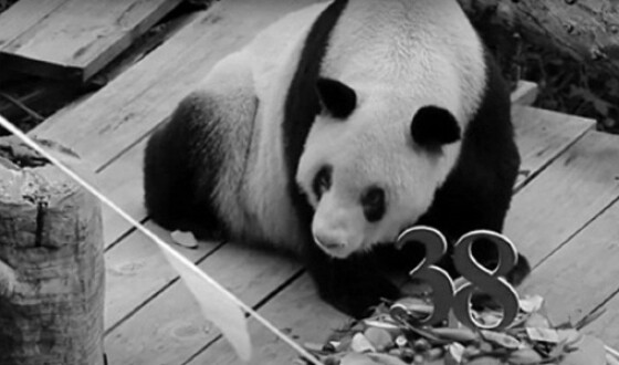 Померла найстаріша в світі панда Синь Син